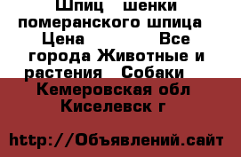 Шпиц - шенки померанского шпица › Цена ­ 20 000 - Все города Животные и растения » Собаки   . Кемеровская обл.,Киселевск г.